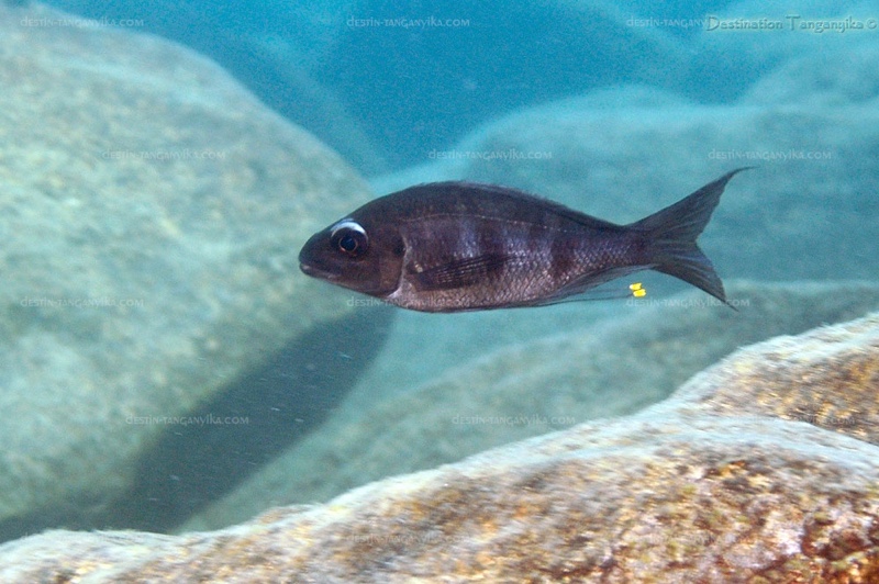 Ophthalmotilapia sp. 'whitecap' Lyamembe